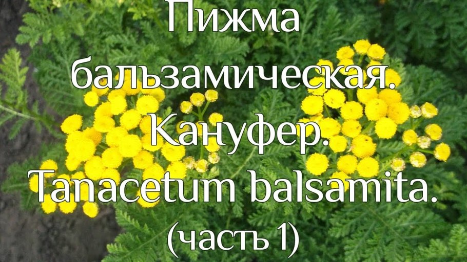 Пижма бальзамическая кануфер