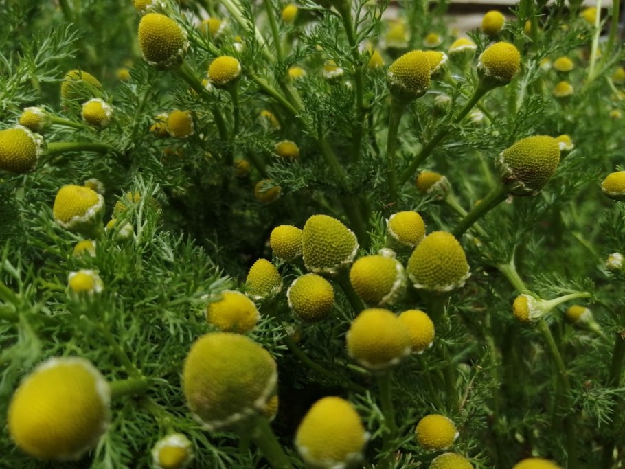 Лепидотека душистая