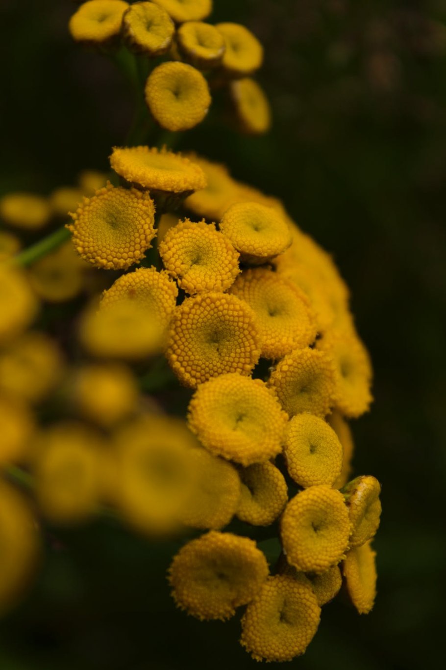 Tanacetum chiliophyllum