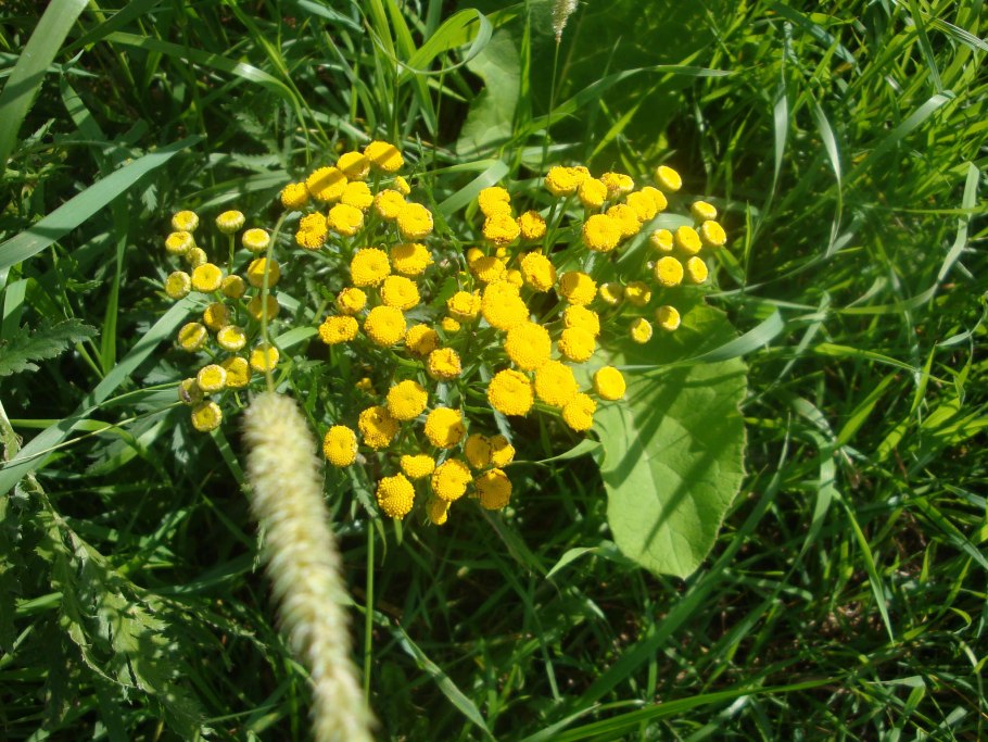 222. Пижма бальзамическая