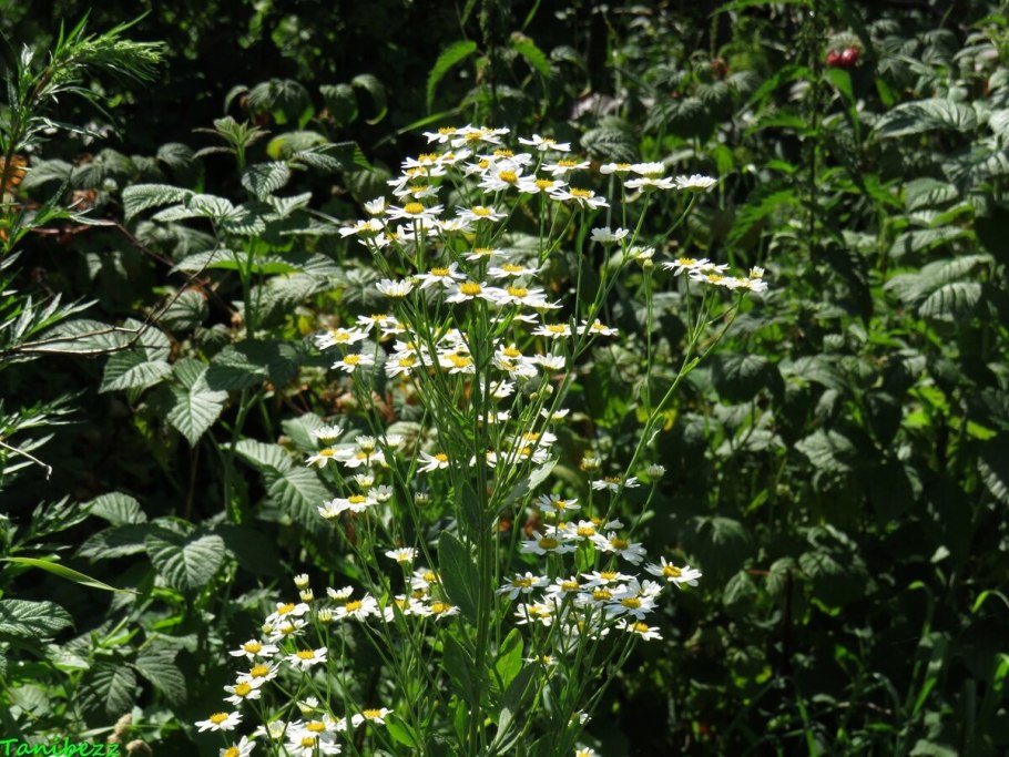 222. Пижма бальзамическая