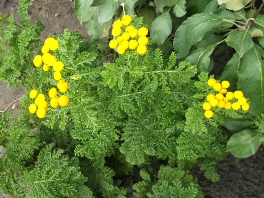 Пижма обыкновенная tanacetum vulgare