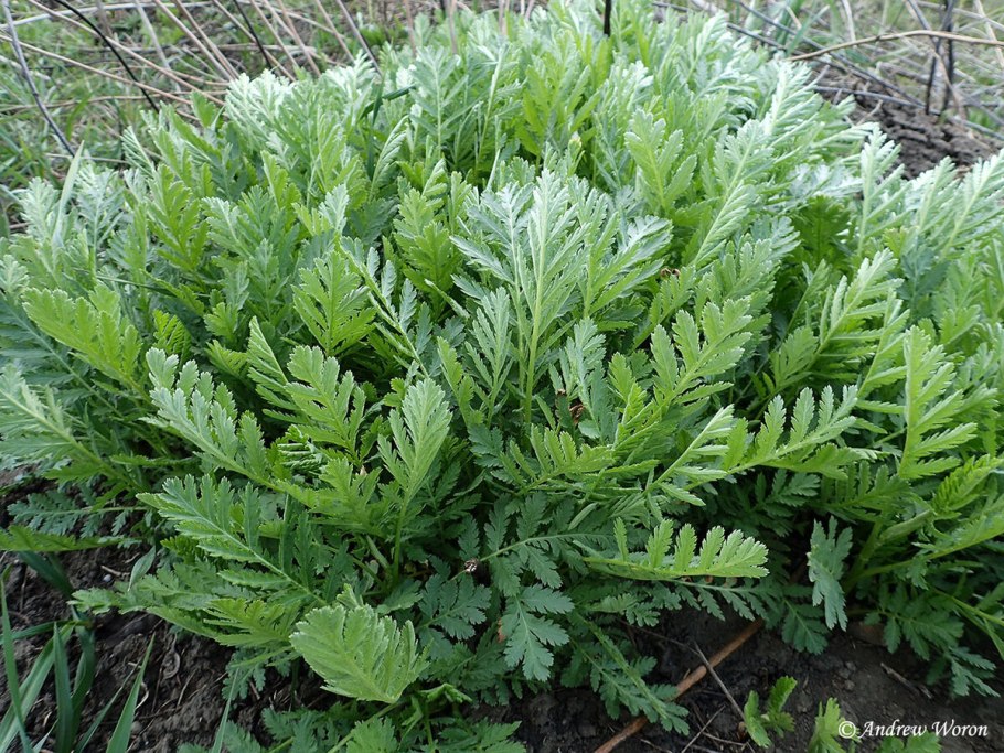 Пиретрум бальзамический