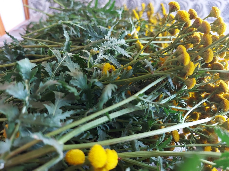 Пижма парфенийская