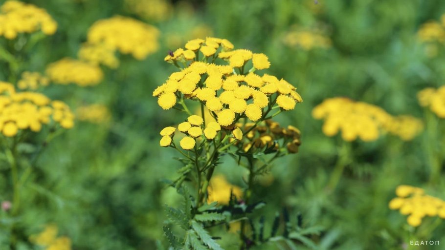 Пижма обыкновенная