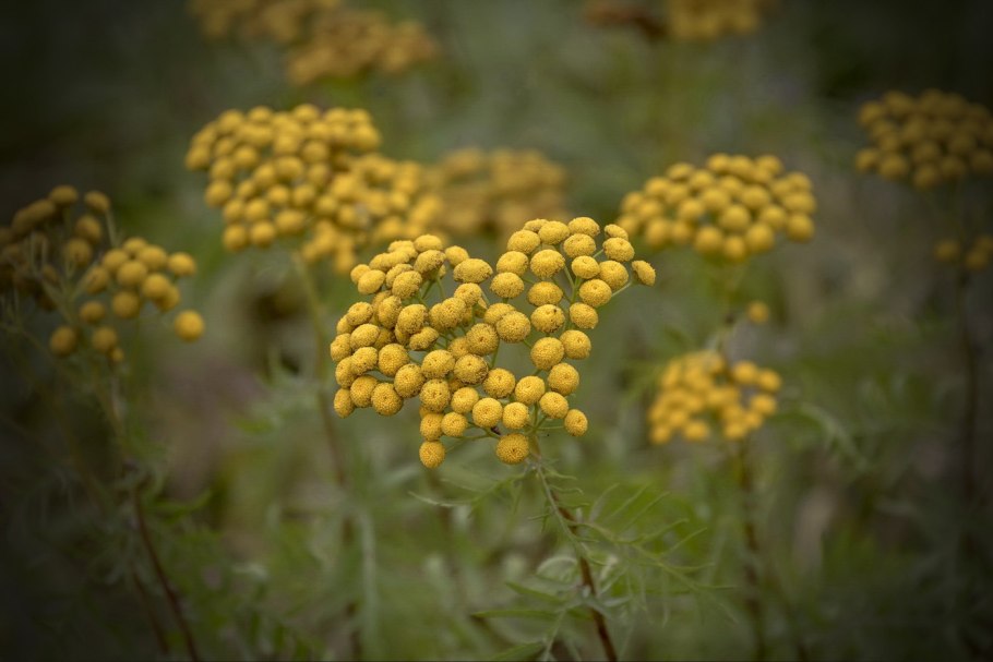 Растение пижма