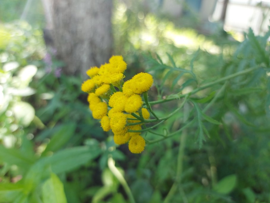 Пижма тысячелистная