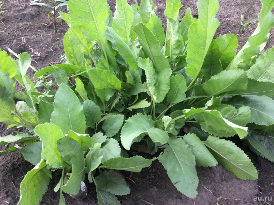 Бальзамическая мята кануфер