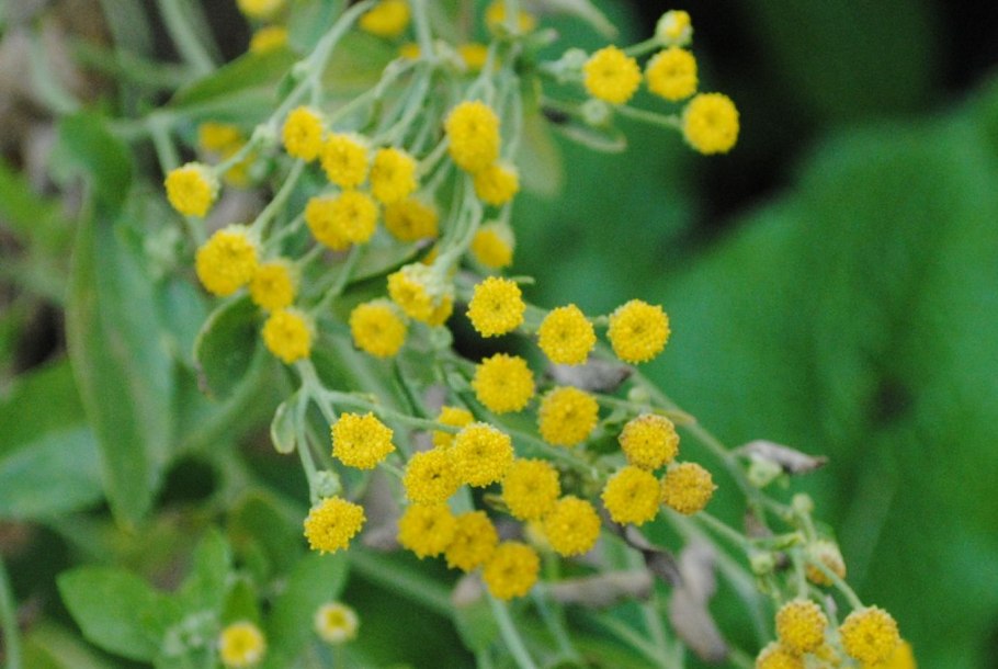 Пижма бальзамическая кануфер