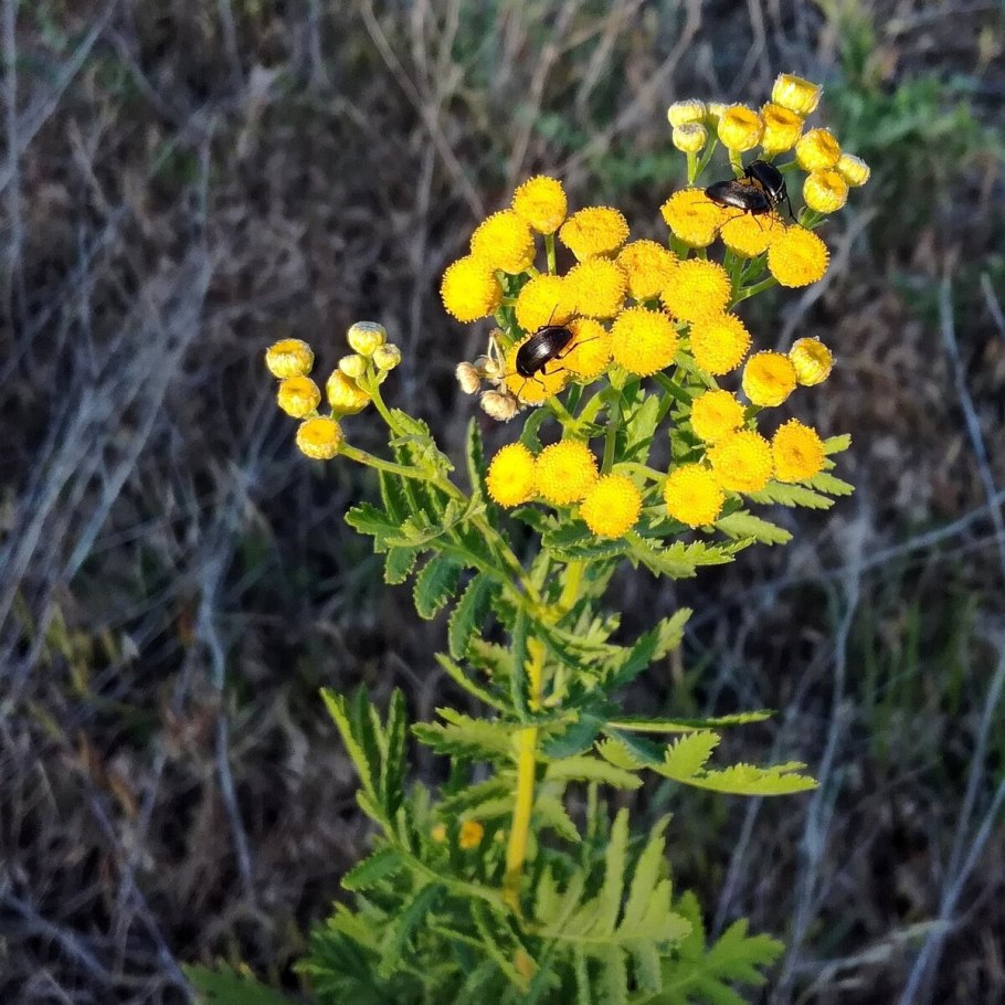 Пижма бальзамическая Tanacetum balsamita