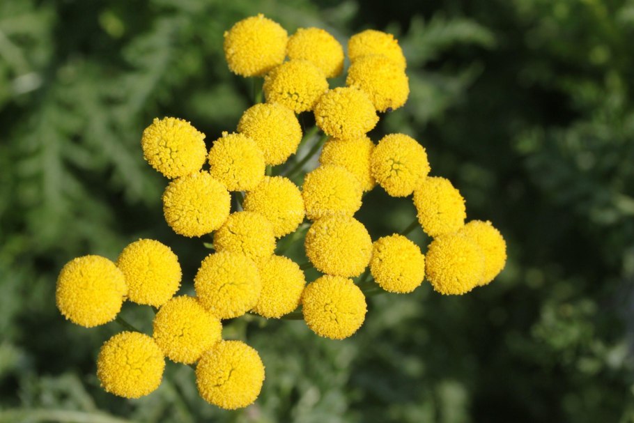 Пижма канупер бальзамическая