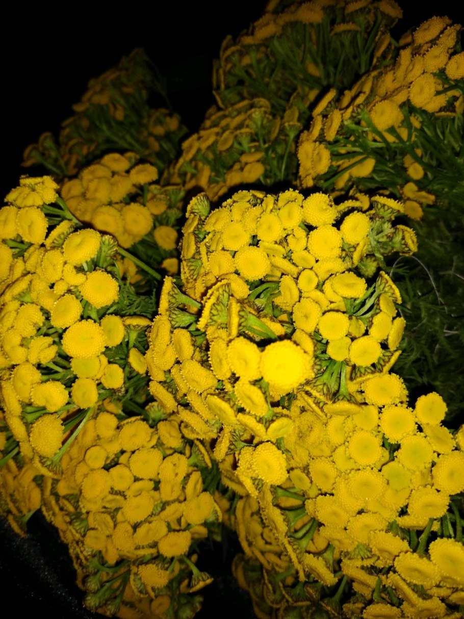 Пижма девичья