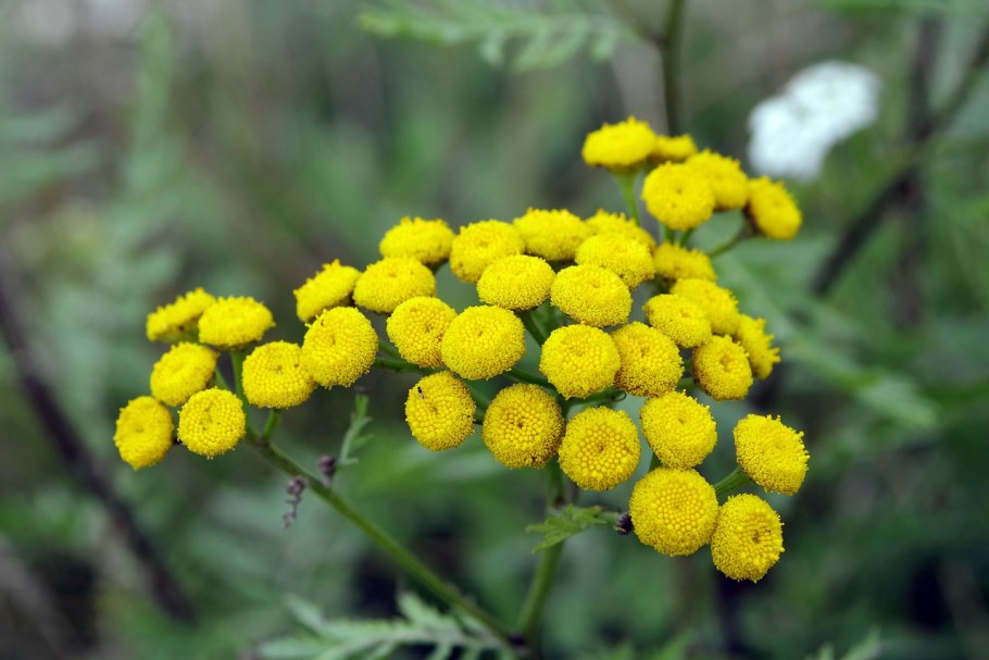 Пижма Tanacetum Garden Treasure