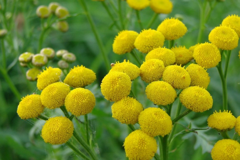 Пижма обыкновенная tanacetum vulgare