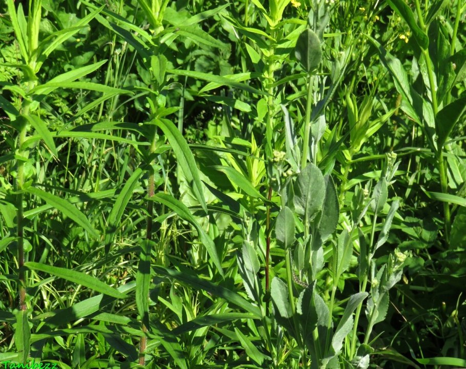 Бальзамическая мята кануфер