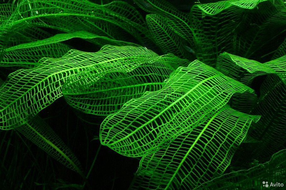 Апоногетон мадагаскарский