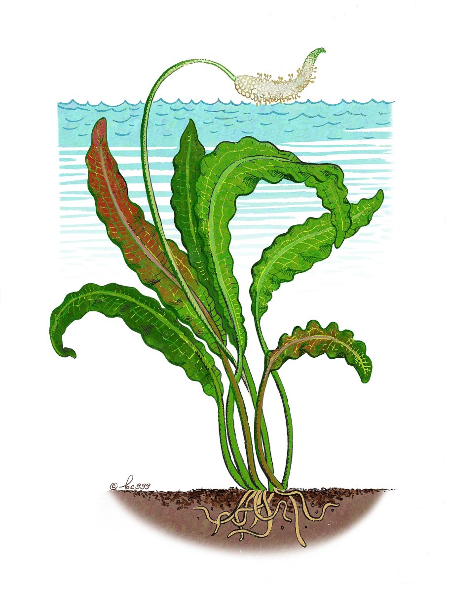 Валлиснерия Эхинодорус Людвигия