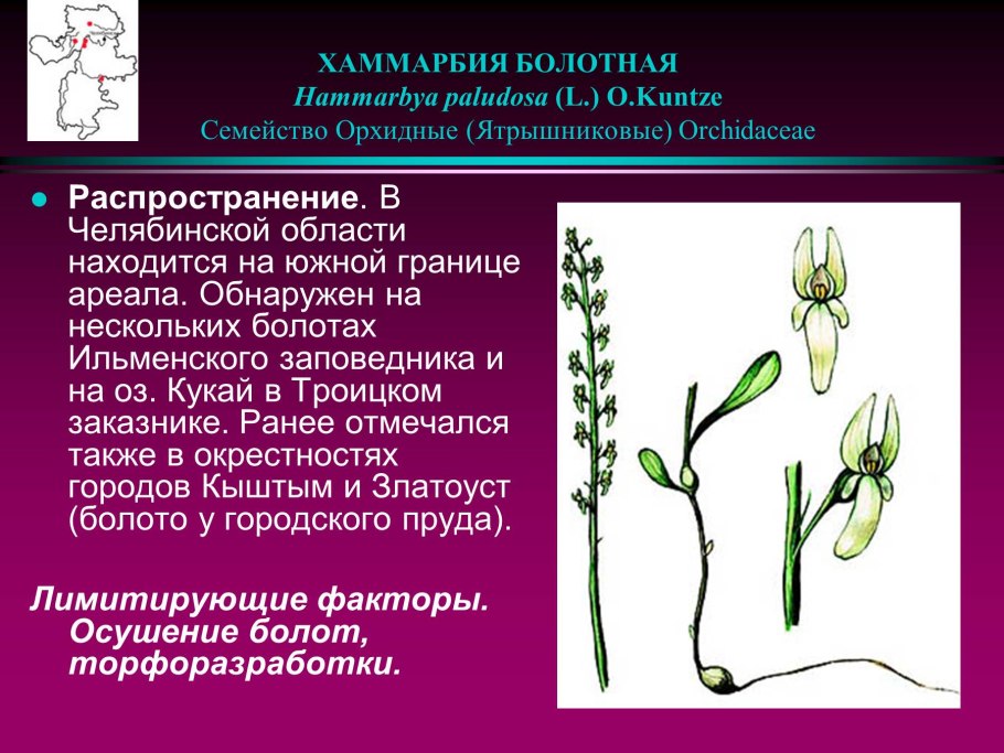 Гаммарбия Болотная