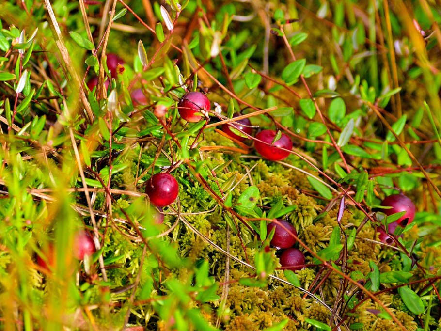 Африканский сорняк