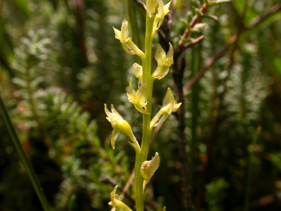 Ятрышник бледный