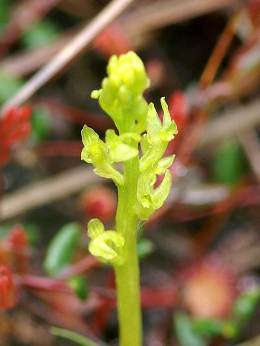 Гаммарбия Болотная