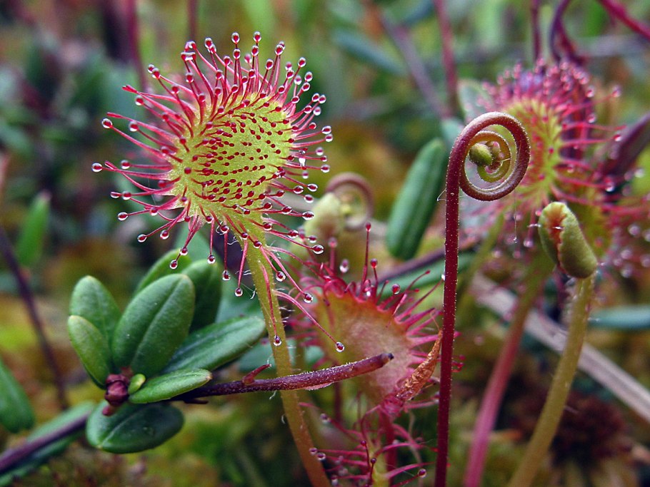 Фото гаммарбии