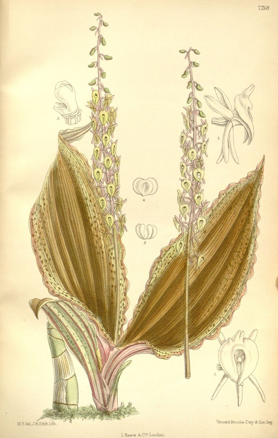 Гаммарбия Болотная