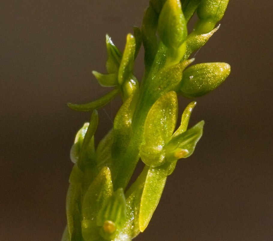 Гаммарбия болотная