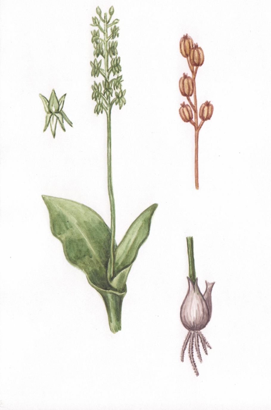 Культурные растения Челябинской области