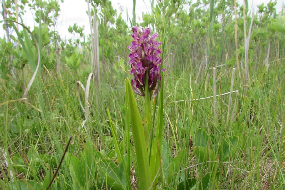 Мякотница Болотная