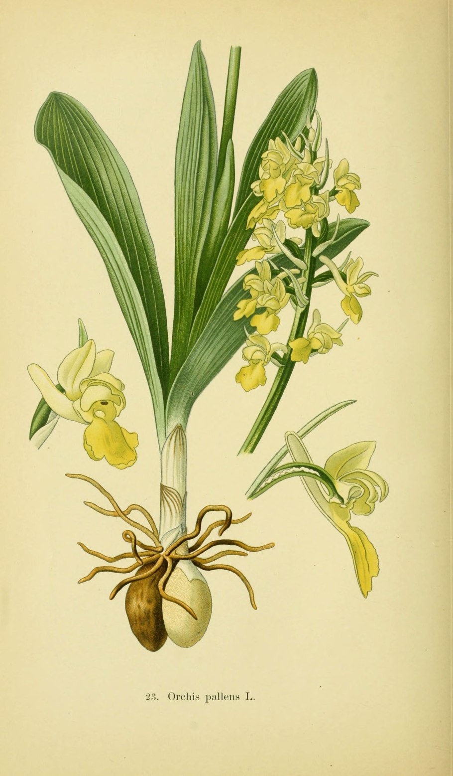 Eulophia streptopetala