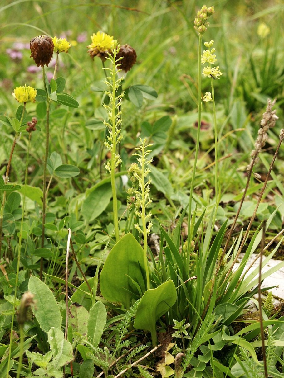 Девичья коса растение