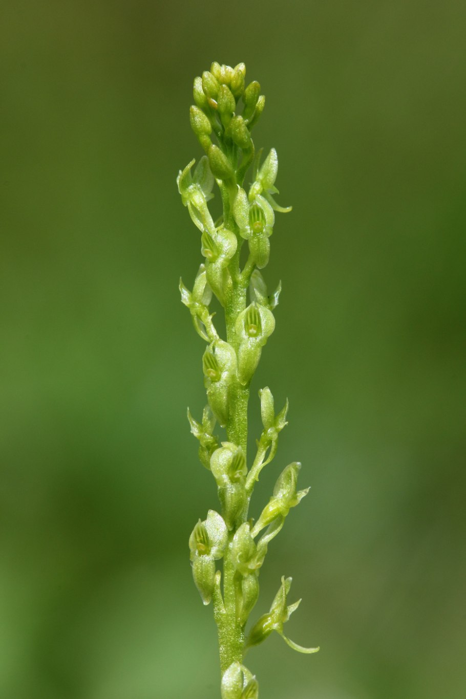 Надбородник безлистный