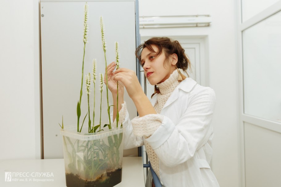 Мякотница однолистная Malaxis monophyllos