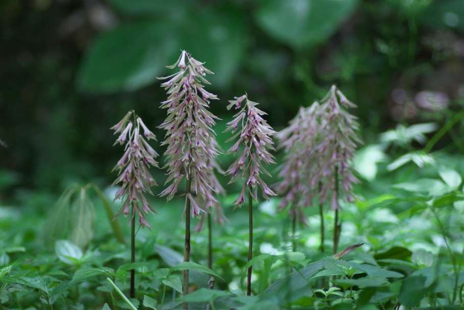 Мякотница однолистная Malaxis monophyllos