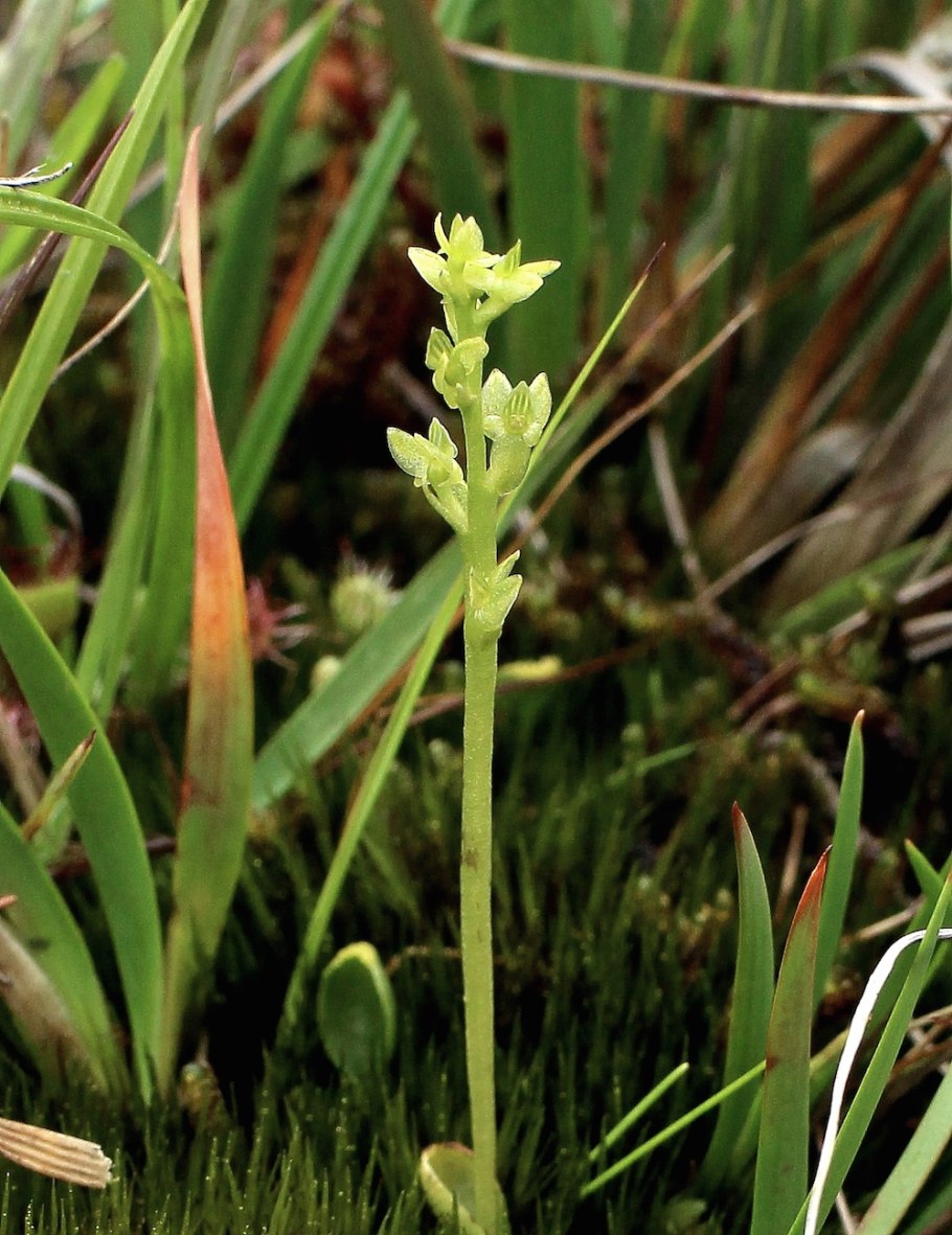 СТАГАЧКА однолистная