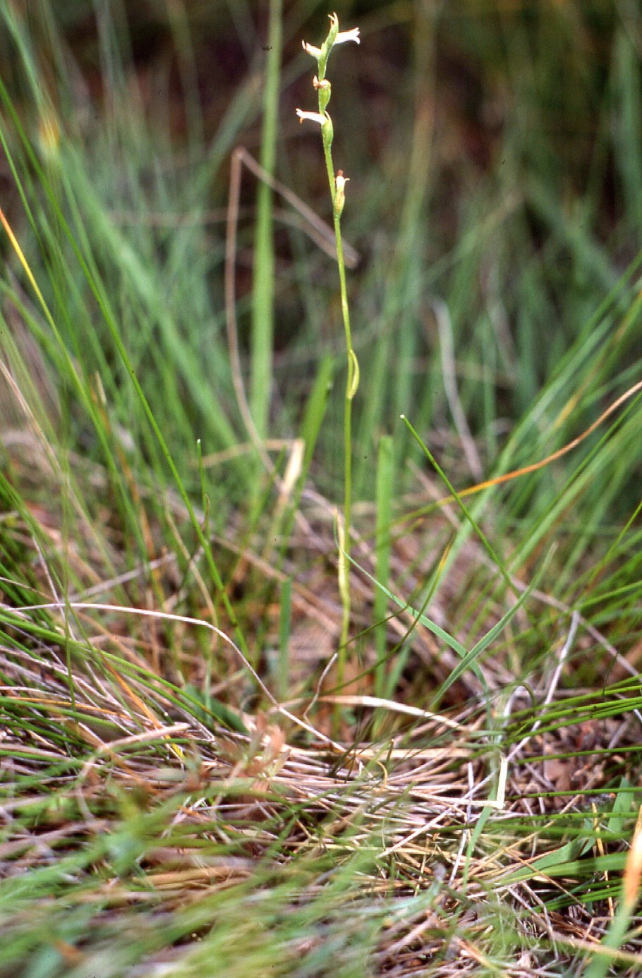 Spiranthes aestivalis