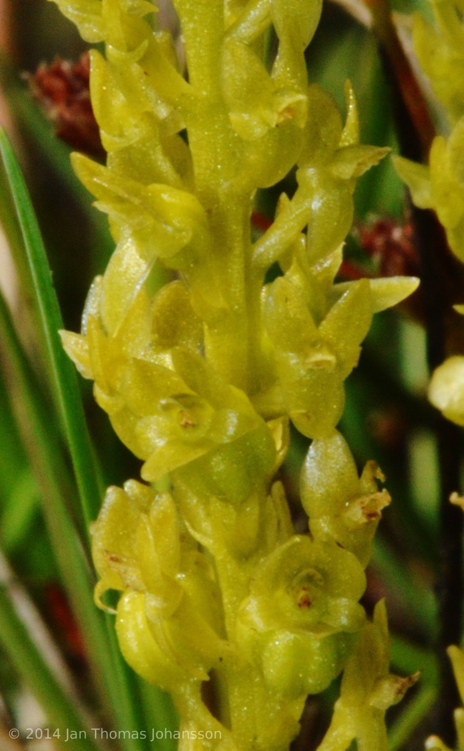 Ятрышник бледный