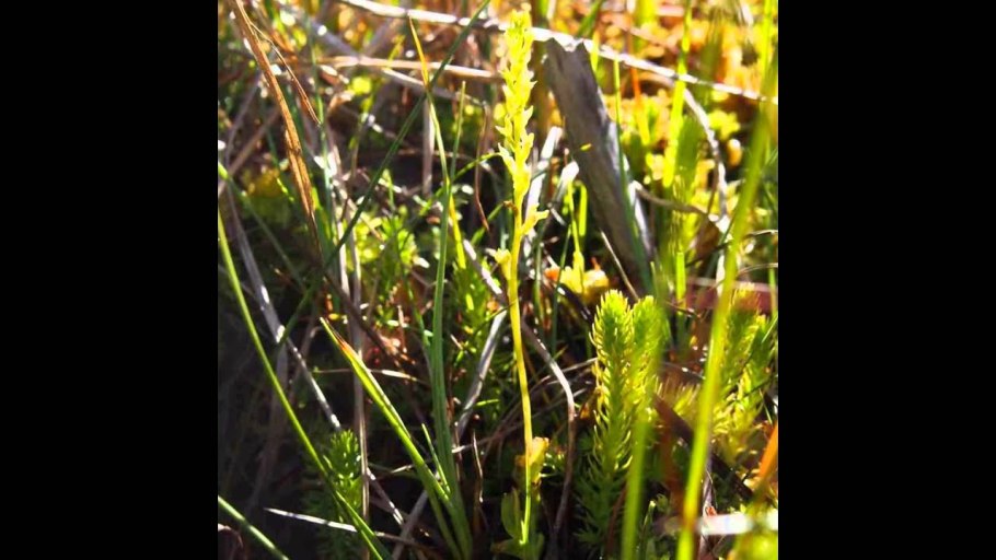 Лесная Орхидея Любка двулистная