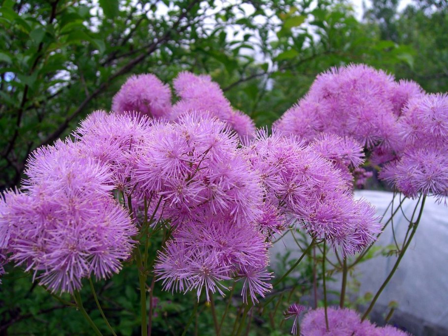 Василистник purpureum