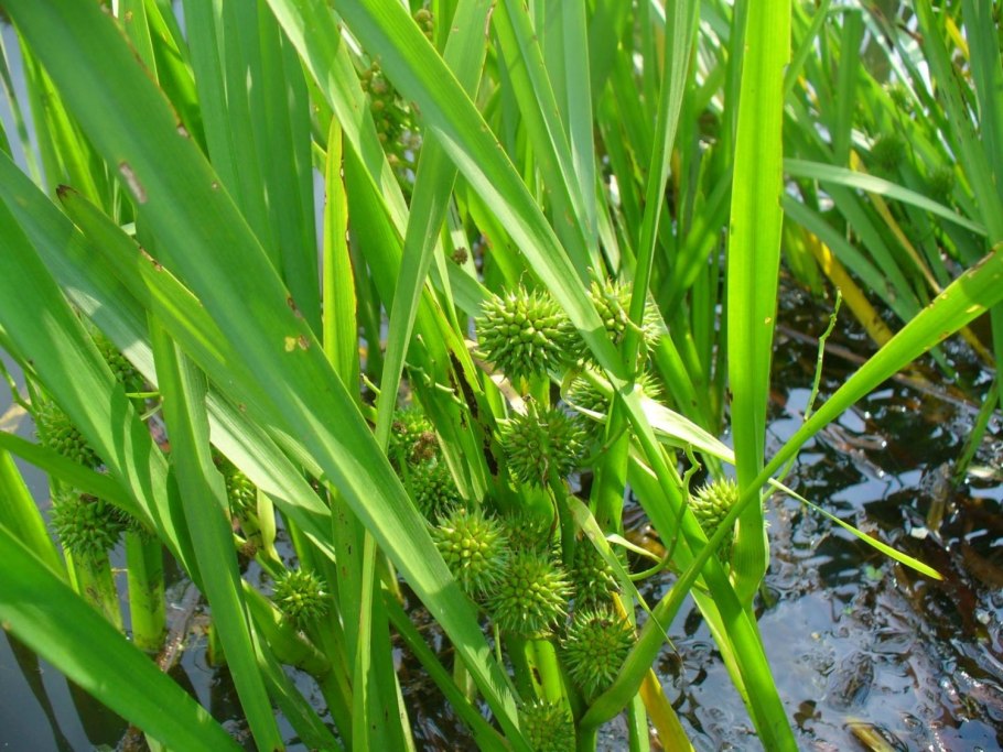 Ежеголовник малый