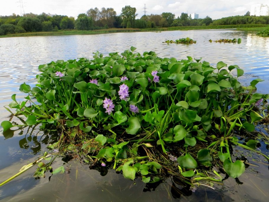 Водяной гиацинт (Eichhornia crassipes)