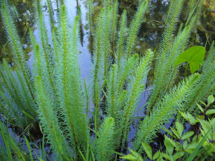 Хвостник обыкновенный