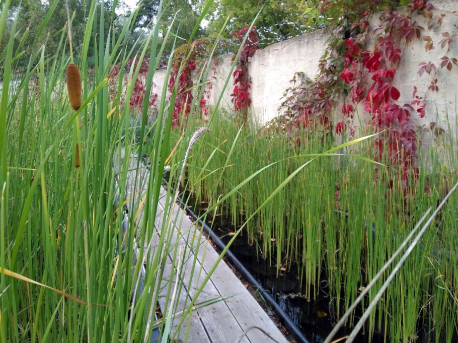 Прибрежно-водные растения