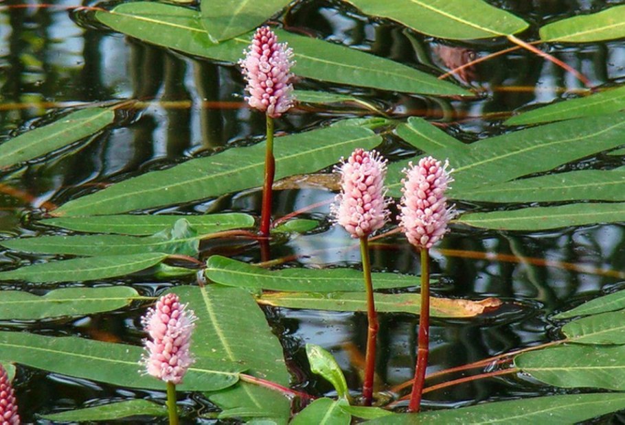 Рдест трава