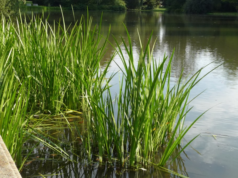 АИР болотный (Acorus Calamus)