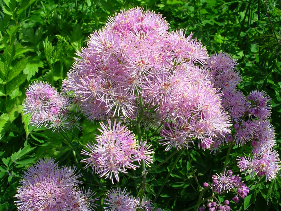 Василистник Блэк Стокингс