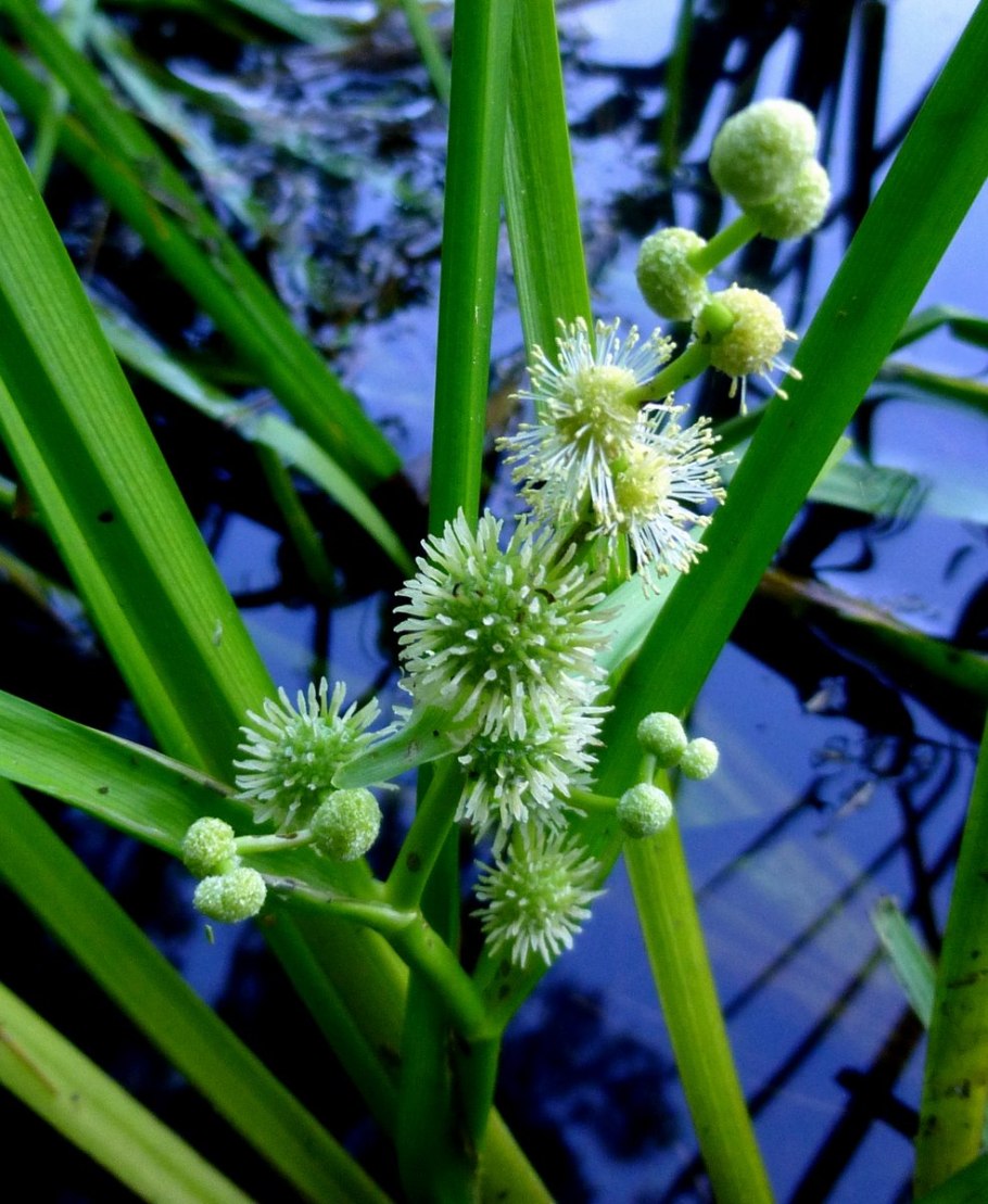 Ежеголовник злаковый Sparganium gramineum Georgi