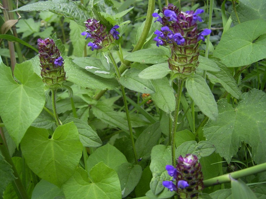 Prunella vulgaris Черноголовка обыкновенная
