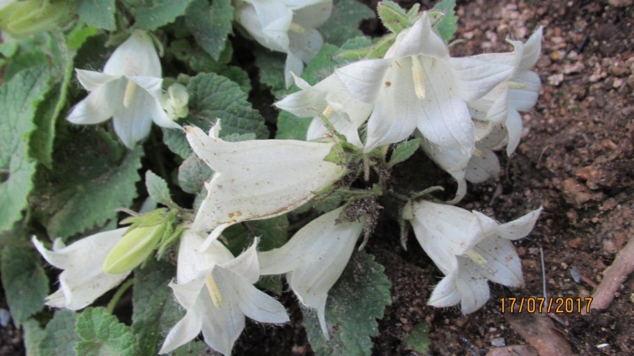 Колокольчик доломитовый обыкновенный